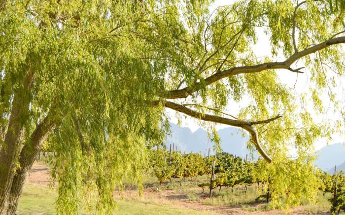 Maison Montagne at Dieu Donne Vineyards