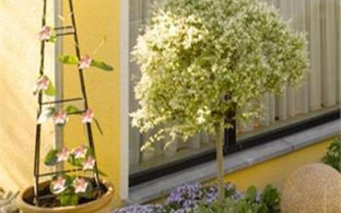 Hotel Schoch