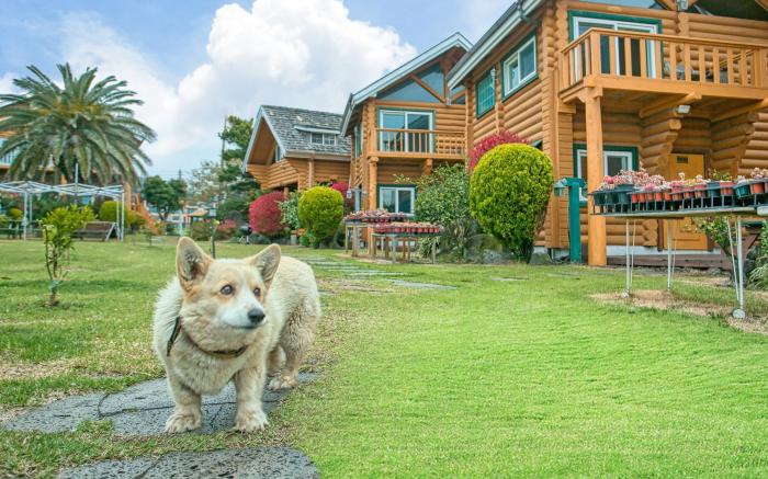 Seogwipo Neulbada Pet Pension