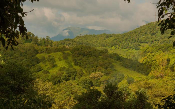 Wayanad Wild  Rainforest Lodge by CGH Earth
