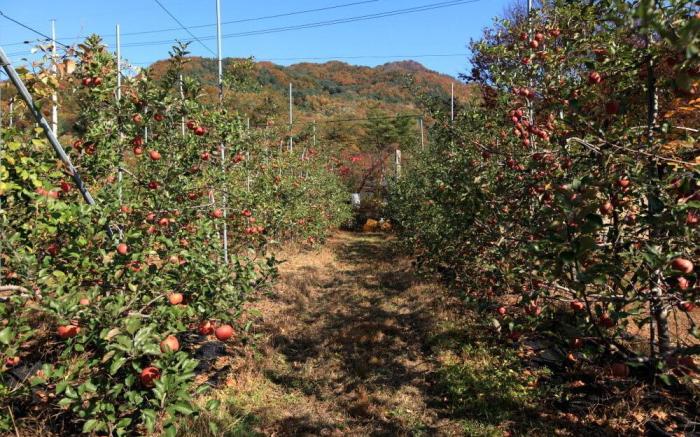 Apple farm stay