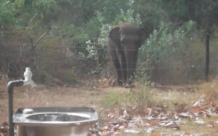 GreenWood Udawalawa Safari Resort