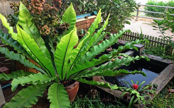 Tonkong Guesthouse & Restaurant