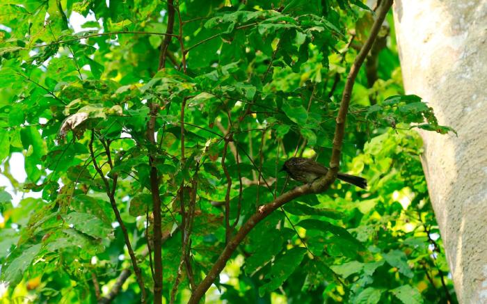 Ceylon Olive