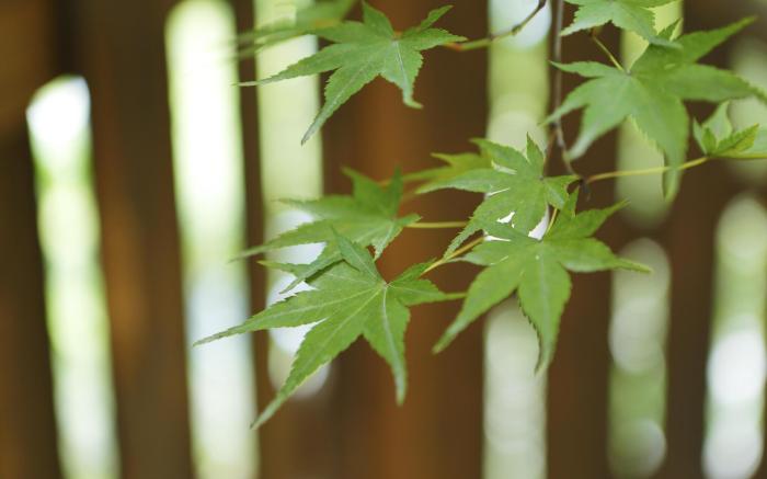 Negiya Traditional Japanese Spa Ryokan