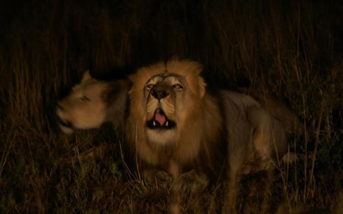 Thaba Tsweni Lodge and Safaris