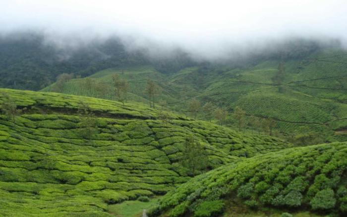 Tea Terrain Resorts and Spa