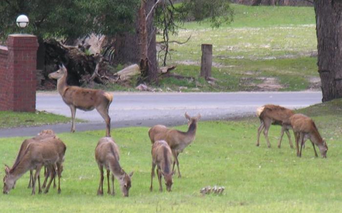 The Grampians Motel