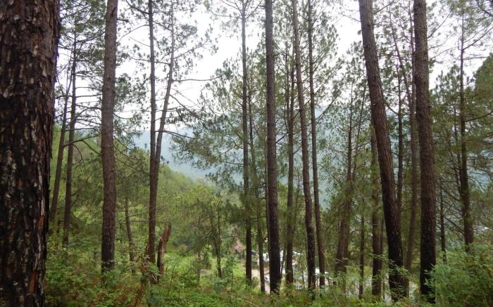 Hotel Bliss Kasauli