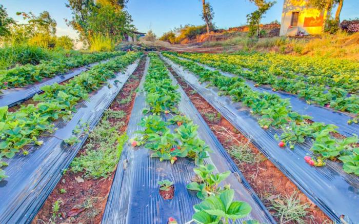 Mayur Agro Park Resort