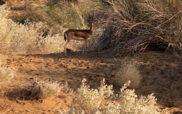Damodra Desert Luxury Camp Tents