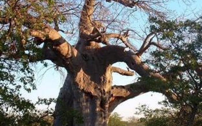Mopane Bush Lodge