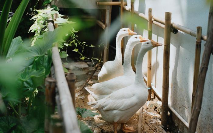 Nhà của Ngỗng - Goose home