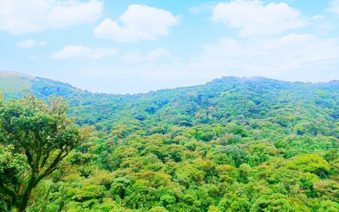 Coorg Tree House