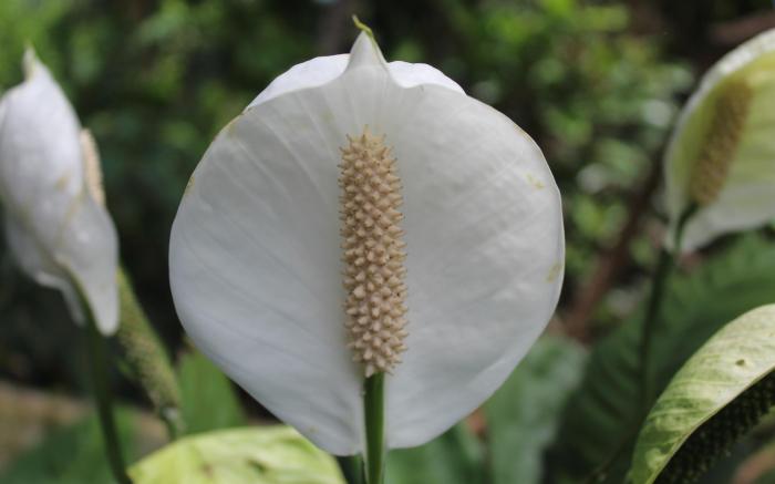 Alona Peace Lily Studio Apartment "UP"