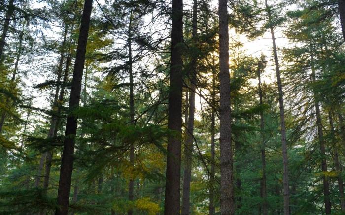 Aananda-Boutique Stays Manali