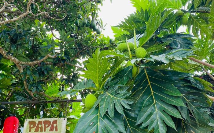 PaPa Coffee & Homestay