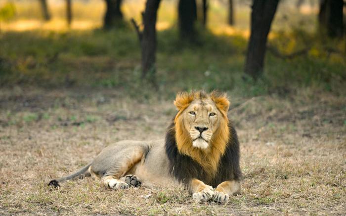 The Postcard Gir Wildlife Sanctuary