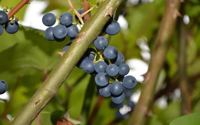 Concorde Hotel Viktoria