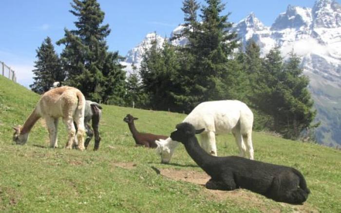 Hotel-Restaurant le Relais Panoramique