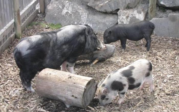 Hotel-Restaurant le Relais Panoramique