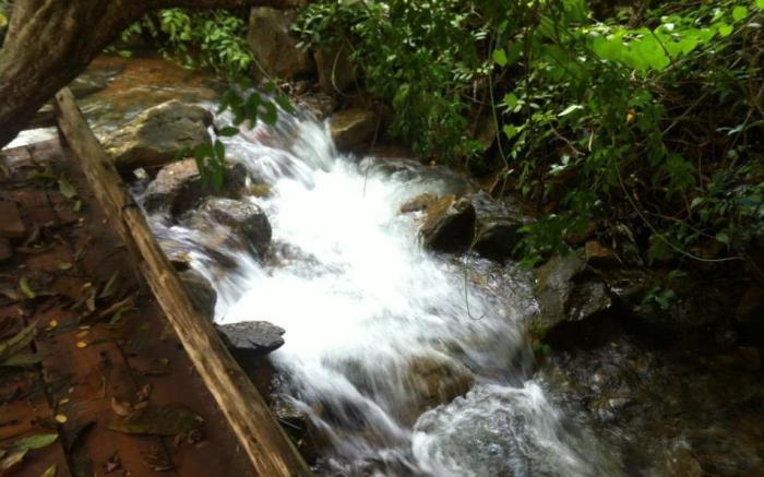 Jungle Garden