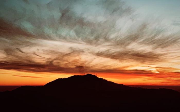 The Himalayan Deodar