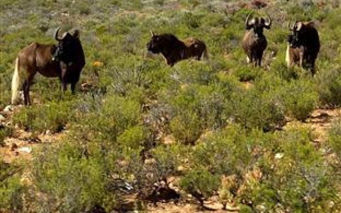 African Game Lodge