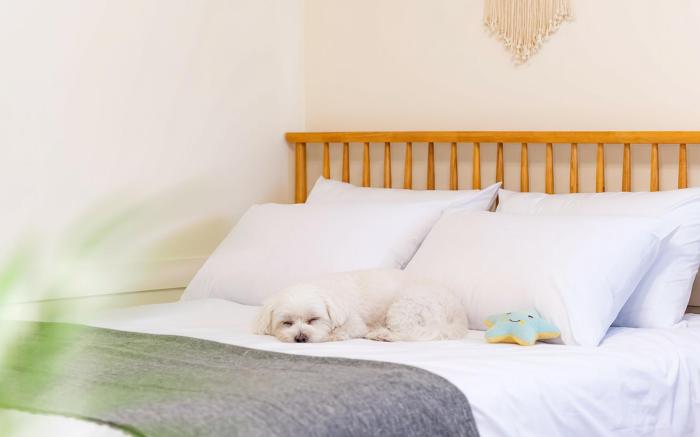 Taean WithDog Aegyeonspa Poolvilla