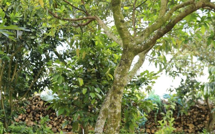 Homestay Tropical Fruit Garden Vo Uu Garden