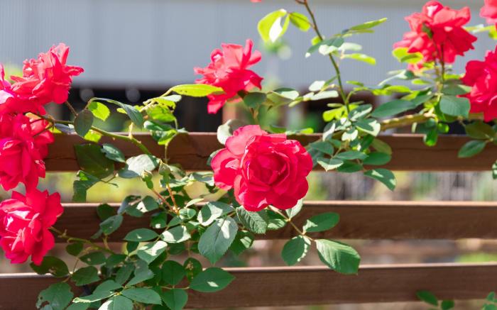 Goodplace Star&flower&forest stay