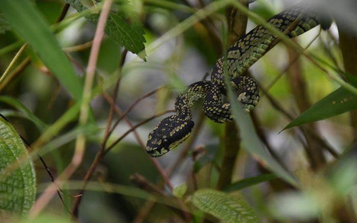 Villa Serenità By Sinharaja Rainforest 