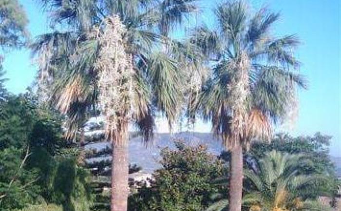 Finca Cas Sant