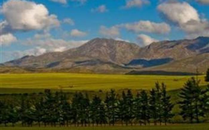Endless Vineyards at Wildekrans Wine Estate