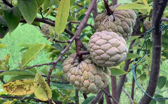 NaLinNaa Resort Buriram