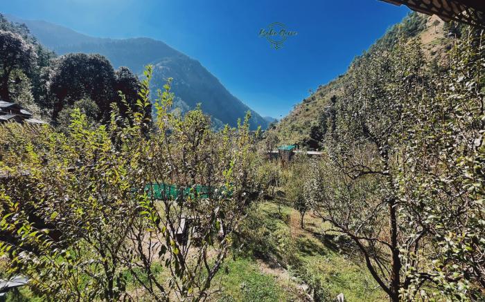 Boho Grove Cafe & Stay 