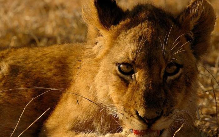 Nkambeni Safari Camp