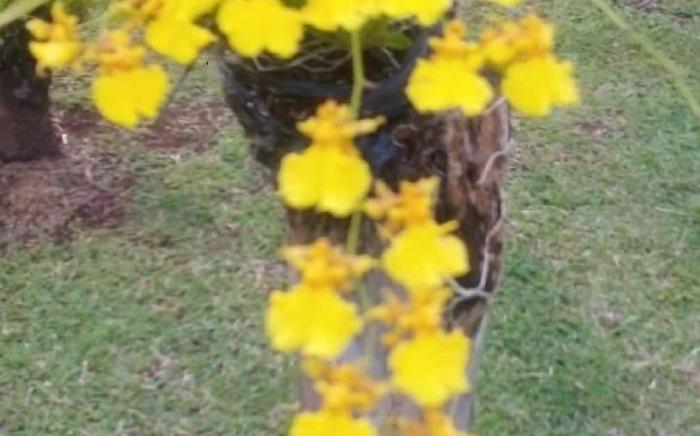 Taylors Plantacion Resort- Bungalow Villa