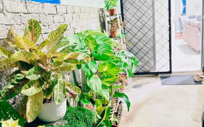 Rose Haven Homestay