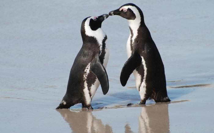 Penguinden Accommodation and Apartments