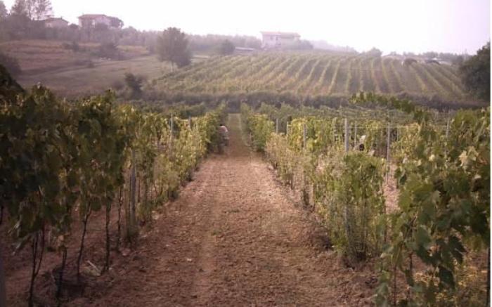 Agriturismo Le Baccane