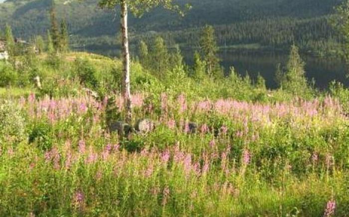 Spatind Fjellhotell