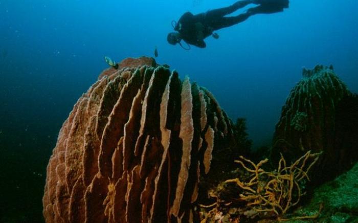 Anilao Scuba Dive Center Resort