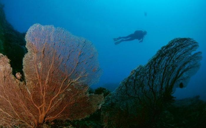 Anilao Scuba Dive Center Resort