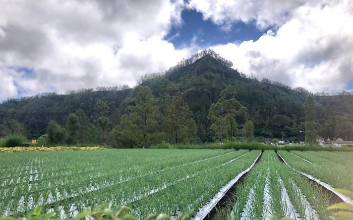 Polestay Glamping Kintamani