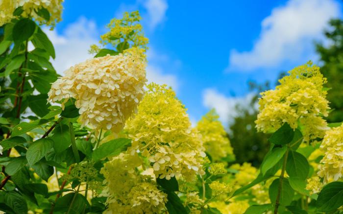 Gapyeong The Stay Healing Park