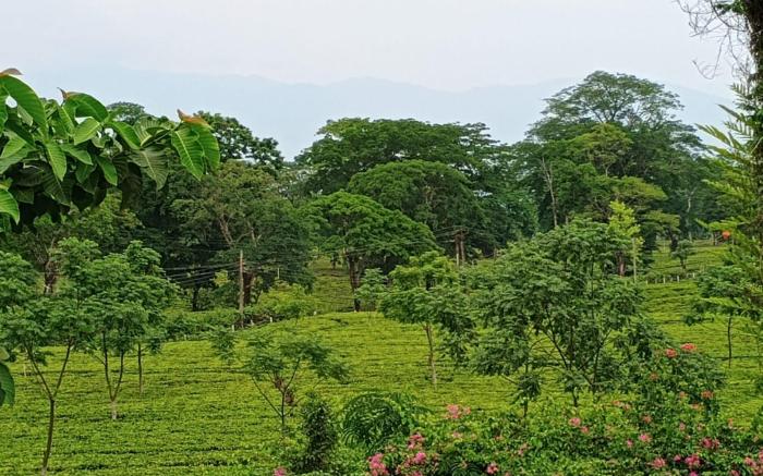 The Baradighi Bungalow - A Heritage Tea Resort