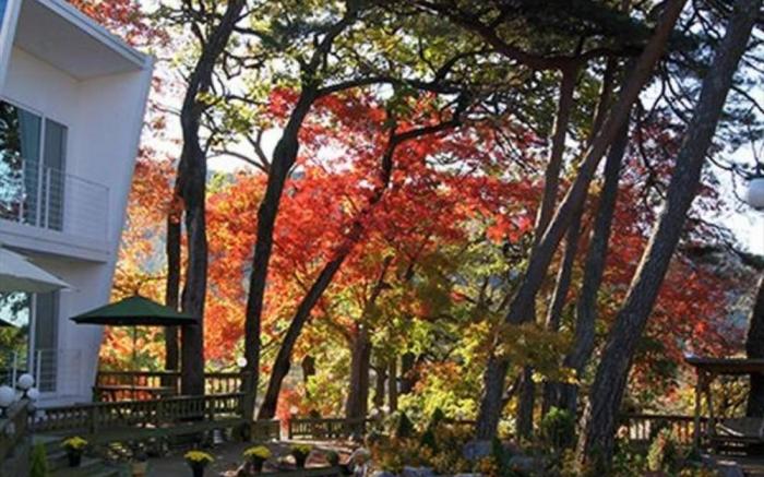 Hoengseong A day in the forest