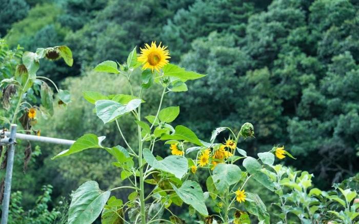 Hongcheon Neoreunbawi Pension