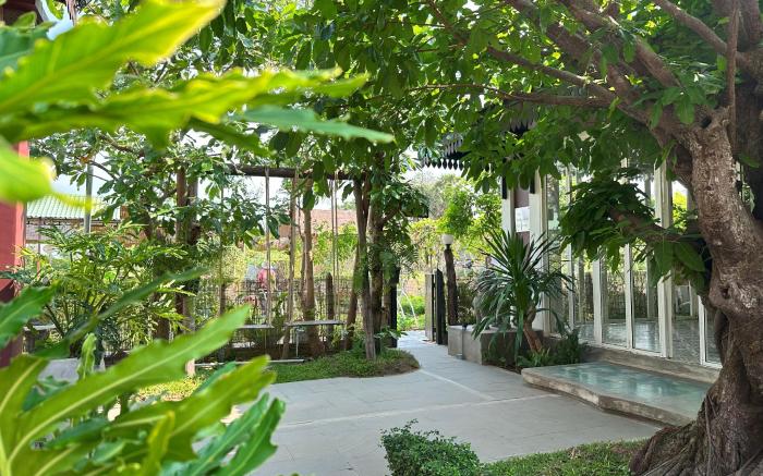 Moringa Tree Maison